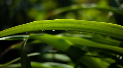 水滴在绿叶
